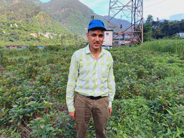 उत्तरकाशी में सर्पगंधा जड़ी बूटी की खेती कर ओम प्रकाश भट्ट बेहतरीन प्रयास कर रहे